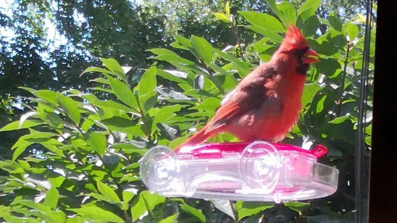 Maintain Consistent Feeding Times