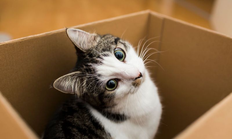 Provide Hiding Spots
