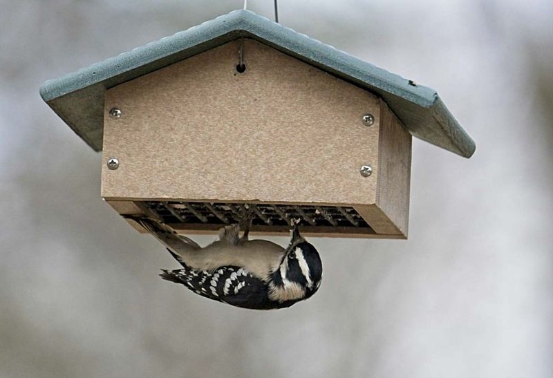 Try Upside-Down Suet Feeders