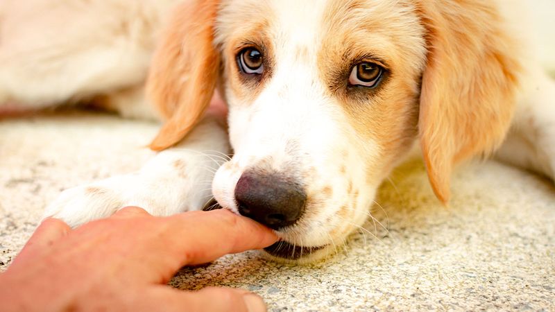 Offering Gentle Nibbles