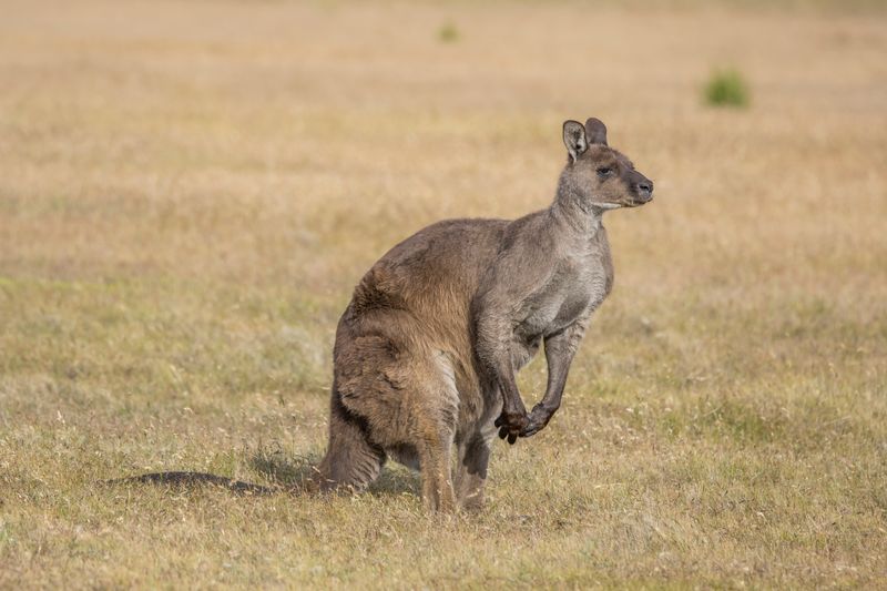 Antilopine Kangaroo
