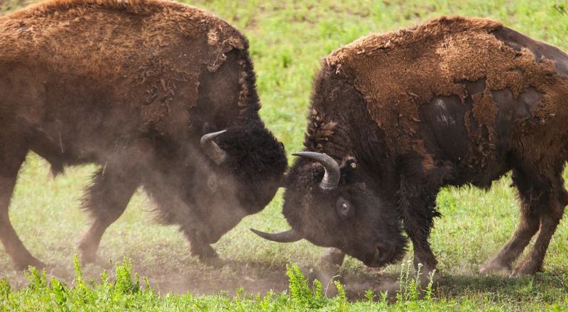Oklahoma – American Bison
