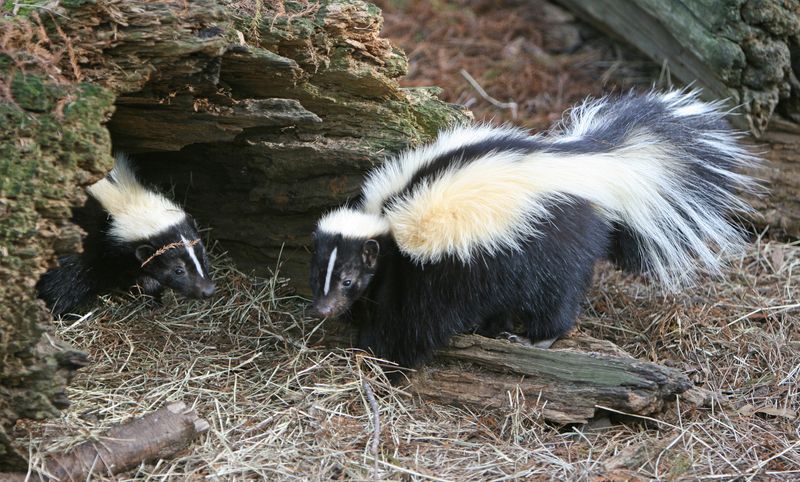 Illinois' Rural Skunk Population