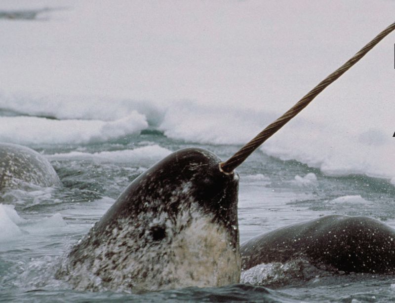 Narwhal (Canada)