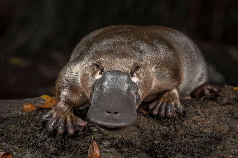 Platypus: Evolutionary Puzzle Solved