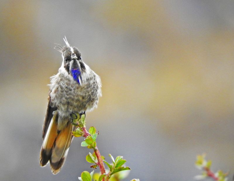 Lazarus Hummingbird