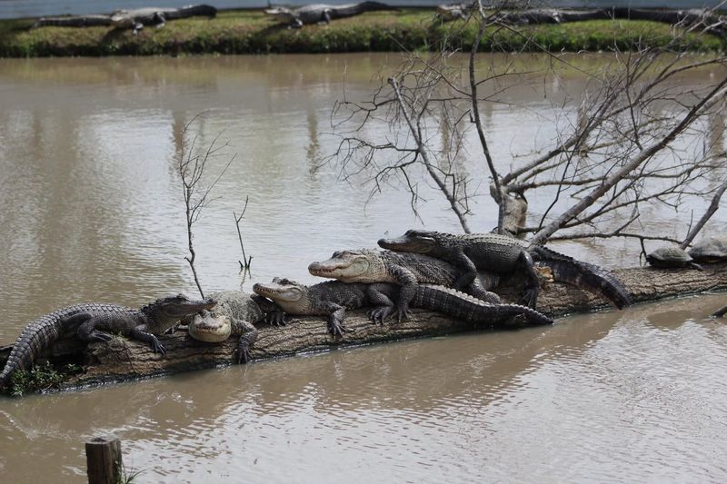 Brazos Bend State Park, Texas
