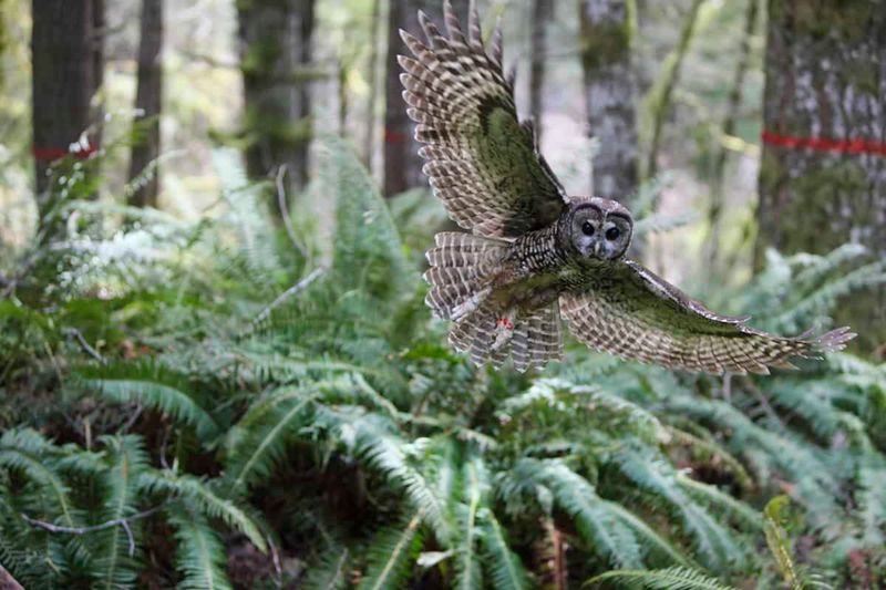 Oregon – Northern Spotted Owl