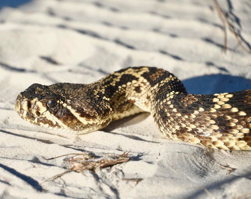 Florida's Serpent Surprises