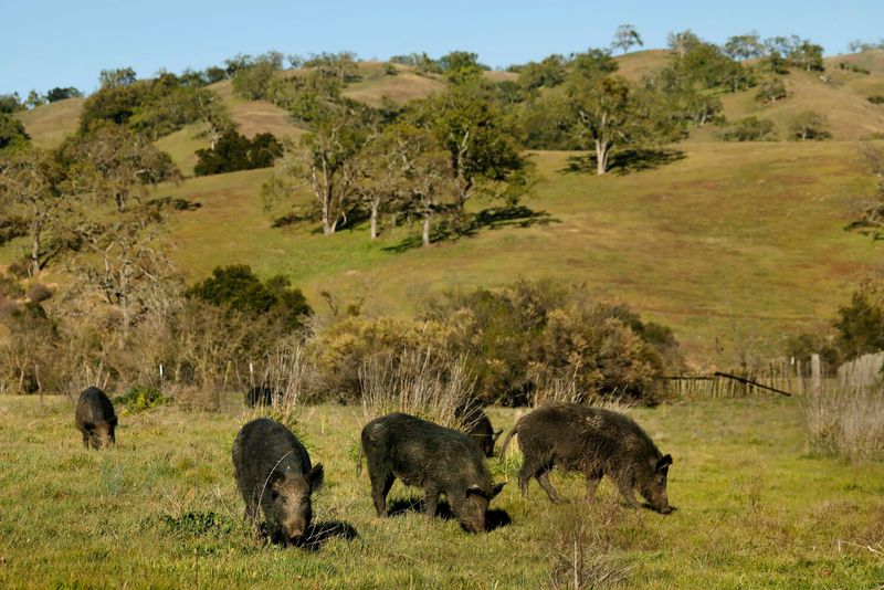 California: Golden State Grunters