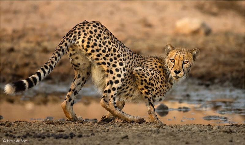 Kgalagadi Transfrontier Park, South Africa/Botswana