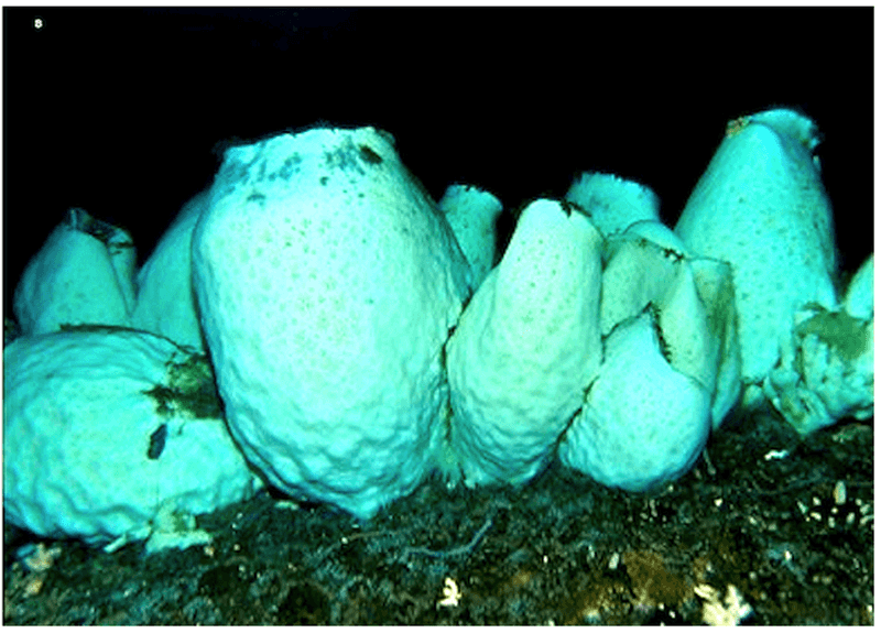 Antarctic Glass Sponge: The Millennia-Old Filter Feeder