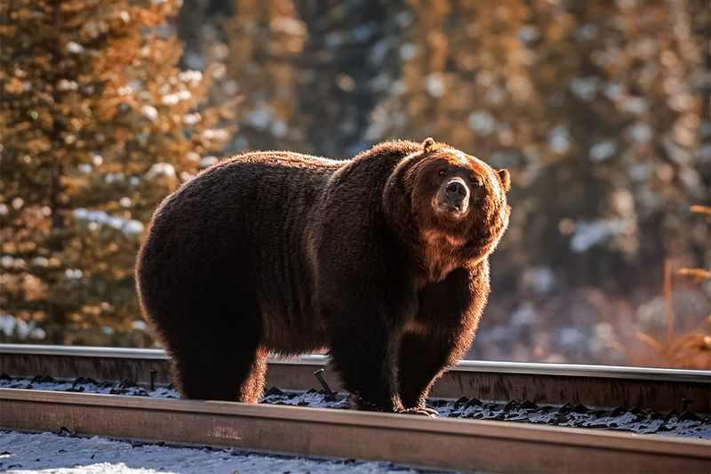 Banff National Park: Canada's Bear Sanctuary
