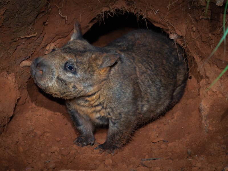 Northern Hairy-Nosed Wombat - Underground Mystery