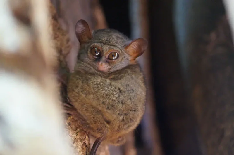 Pygmy Tarsier