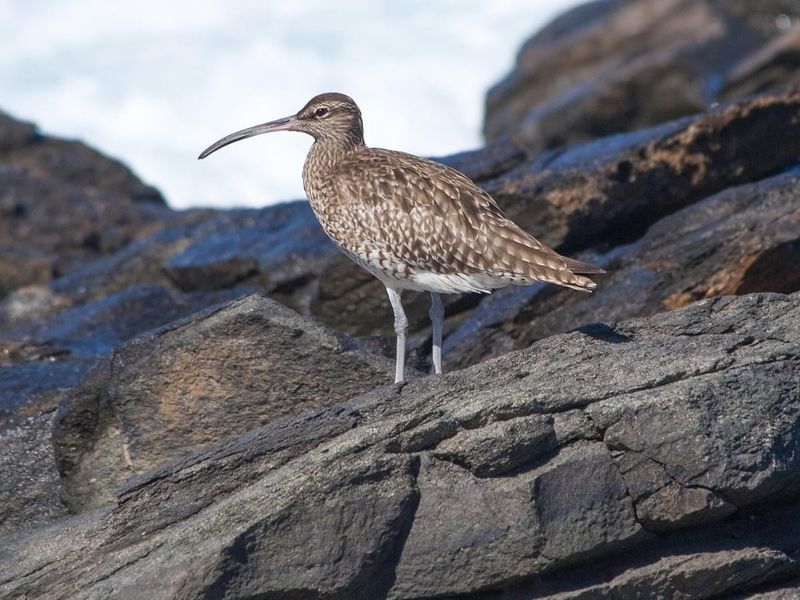 A Haunting Loss For Birdwatchers Worldwide