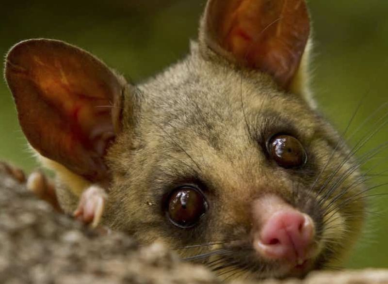 A Fragile Ecosystem Gets A Second Chance At Balance