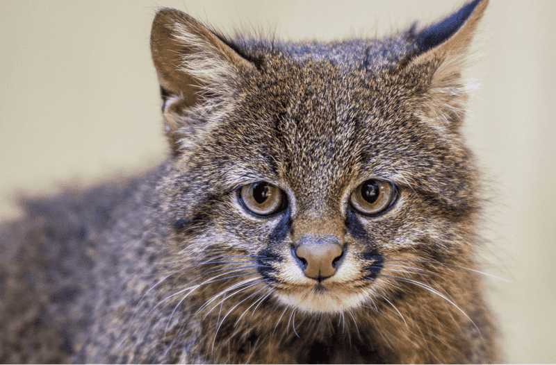 Pampas Cat