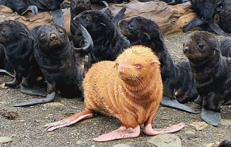 Spotted In The Sea Of Okhotsk