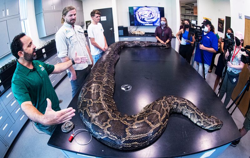 215 lb Burmese Python Captured In Florida