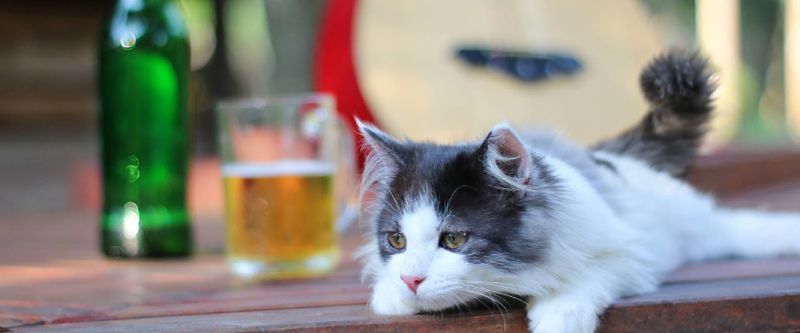Alcoholic Beverages