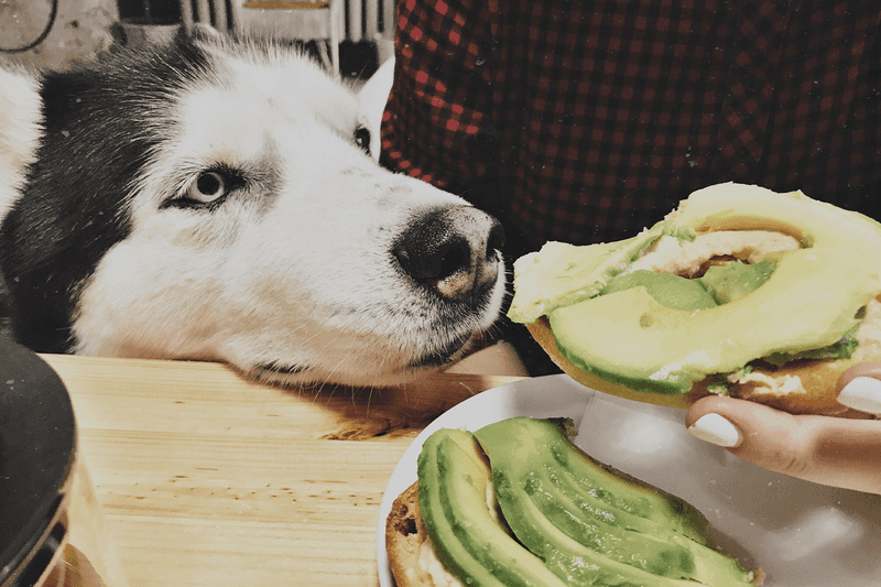 Avocado