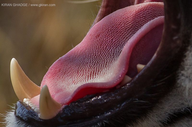 A Tiger's Tongue Can Lick Meat Off Bones