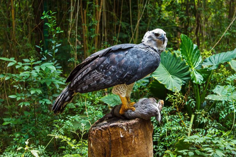 Harpy Eagle Has One Of The Heaviest Bodies