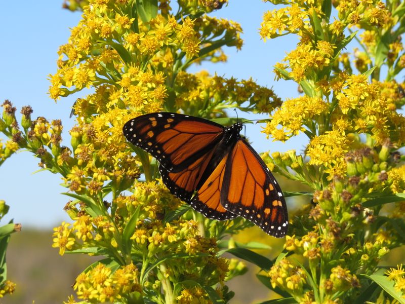 Native Plants Power The Monarch Journey