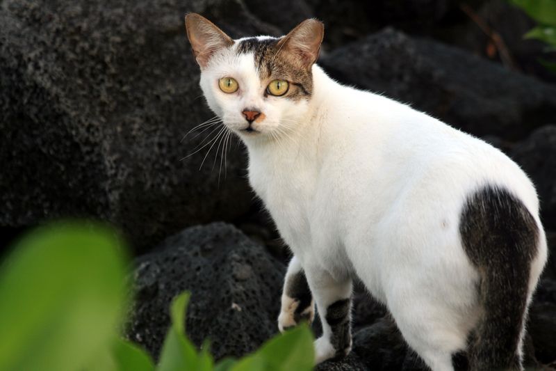 Feral Cat Colonies: Unfriendly Felines