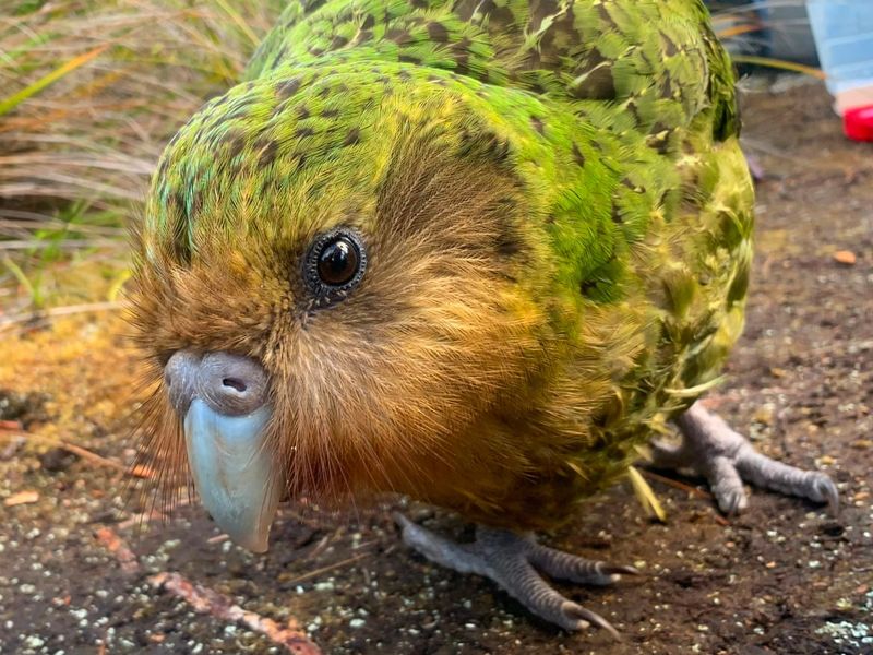 Kakapos: The Bird That Forgot How To Fly