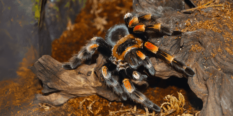 Tarantulas: Gentle Giants Of The Arachnid World