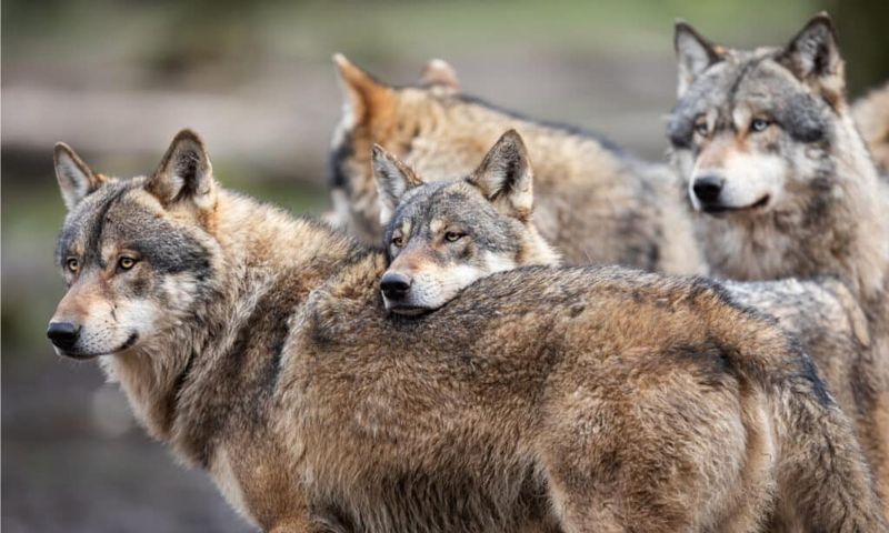 Wolves