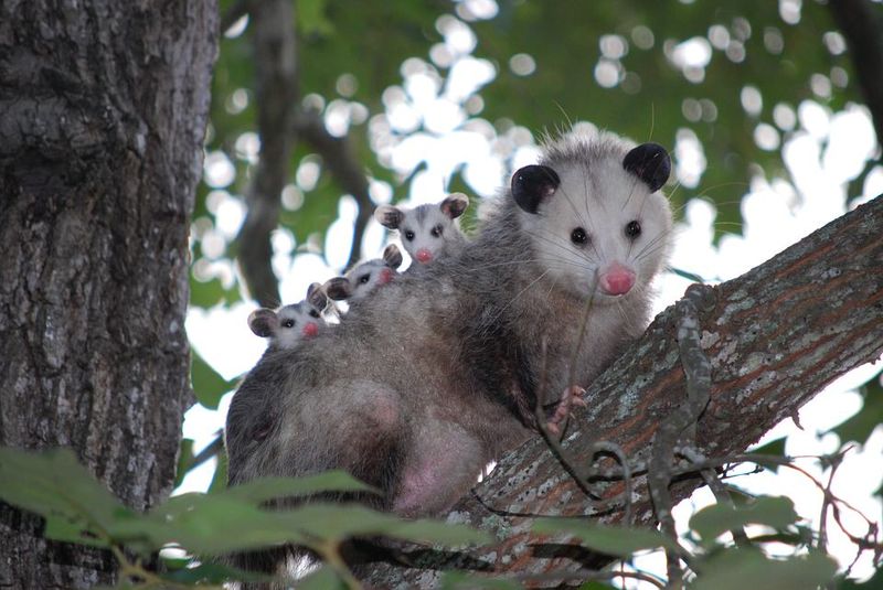 Adaptable Opossums