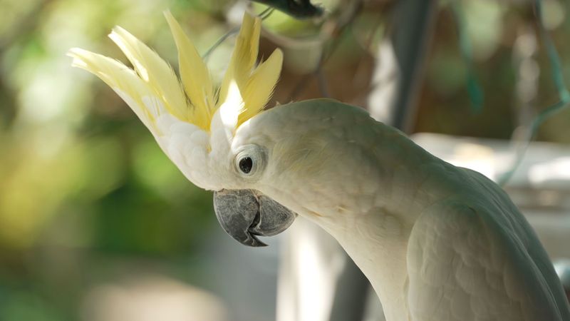 Yellow-Crested Cockatoo – Urban Ghost In Indonesia