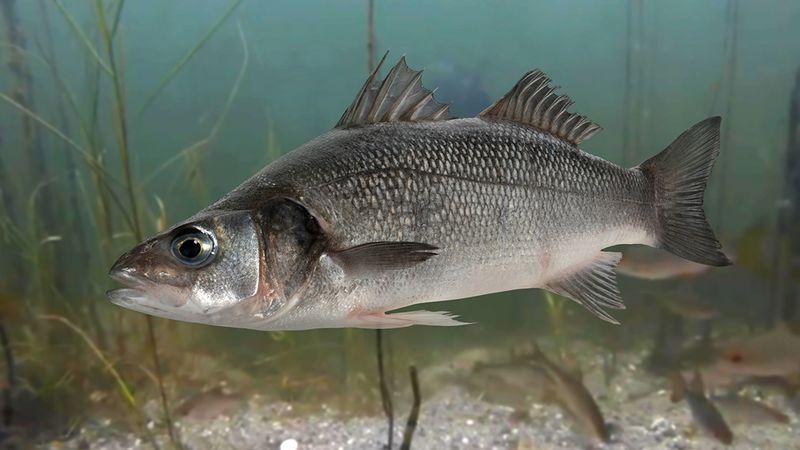 Chilean Sea Bass – The Marketing Miracle That Backfired