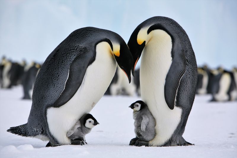Emperor Penguins: The Ultimate Co-Parenting Champions