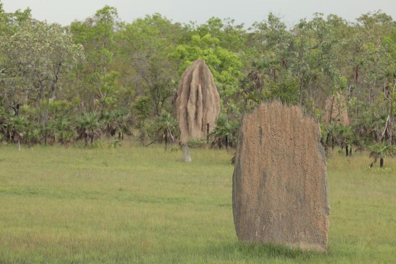 Compass Termite's Magnetic Mansions