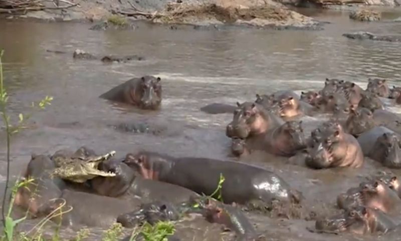 Hippos Guarding Baby Crocodiles