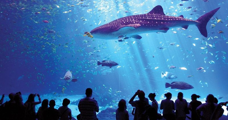 Sharks: Swimming In Expenses