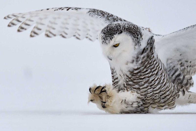 Snowy Owls' Silent Flight Superiority