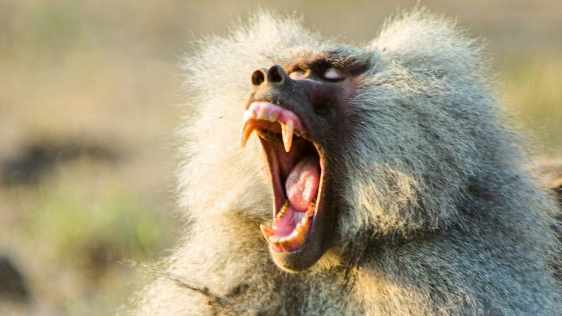 Baboon's Terrifying Teamwork