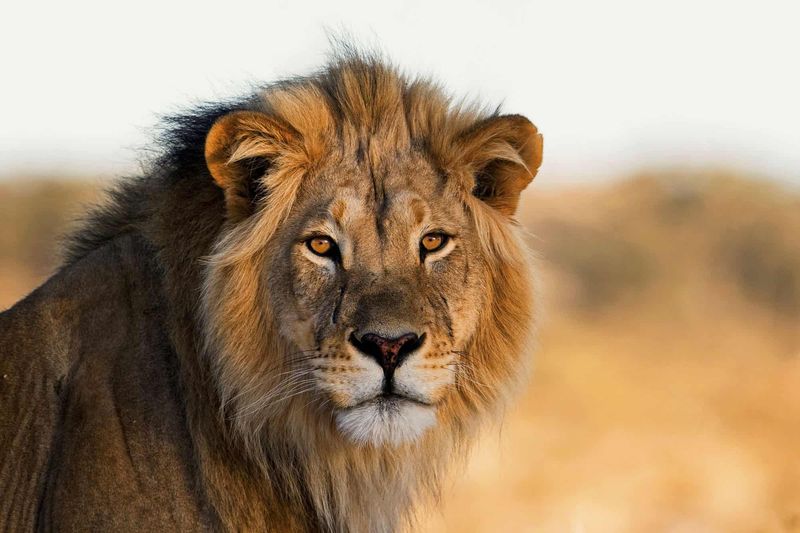 Lion