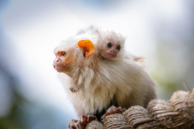 Marmoset Monkeys: Where Dads Do Most Childcare