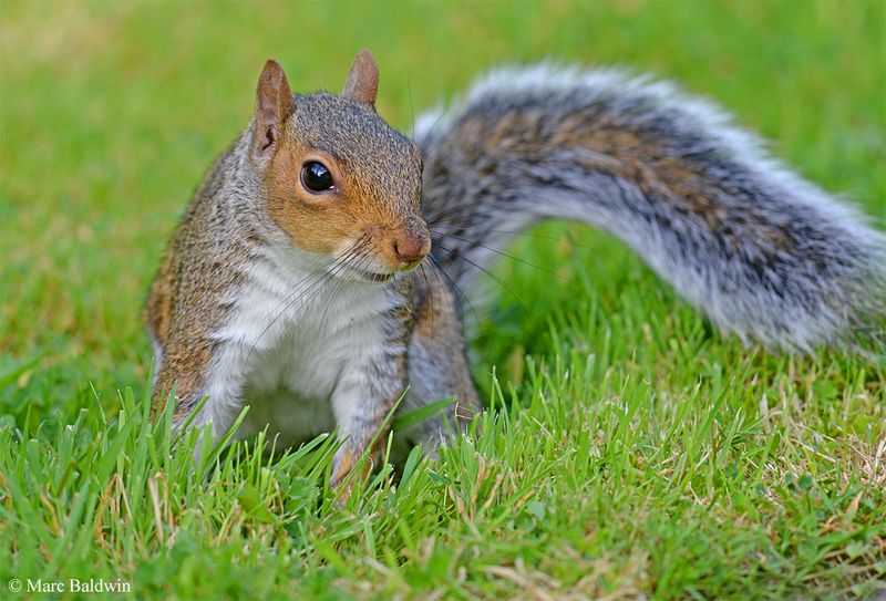Eastern Gray Squirrel