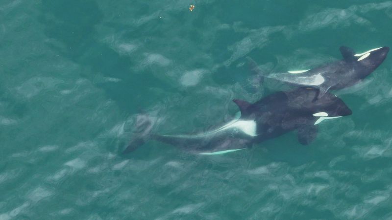 Orcas Are Using Kelp Like Tools
