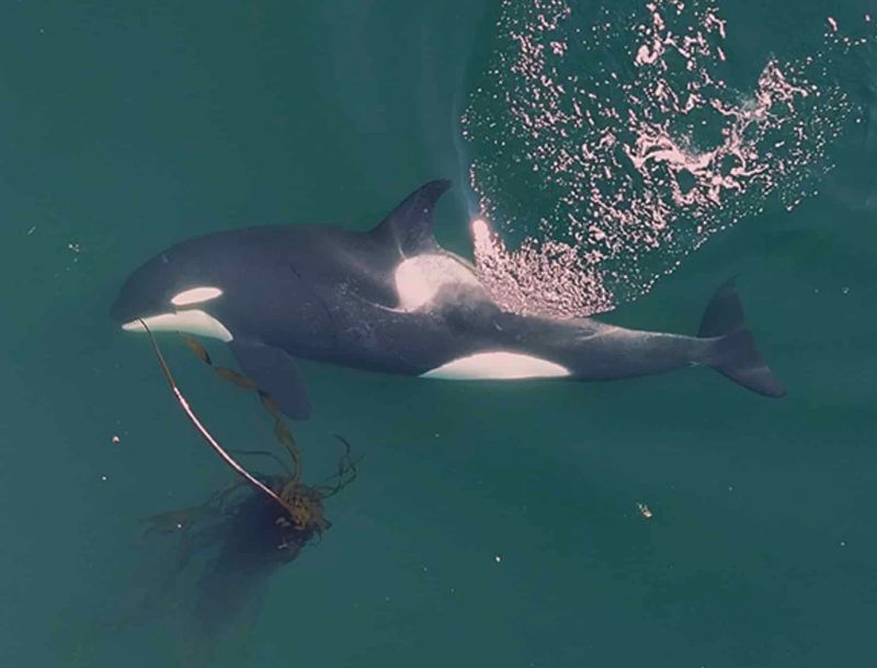 They Target Specific Kelp Segments