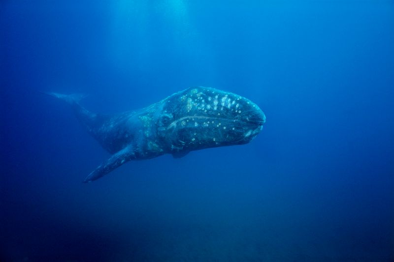 Grey Whales: Seafloor Gardeners