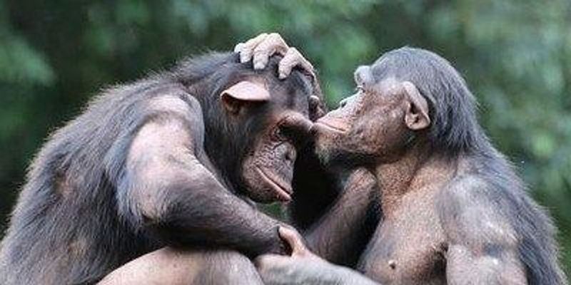 Primates Comfort One Another