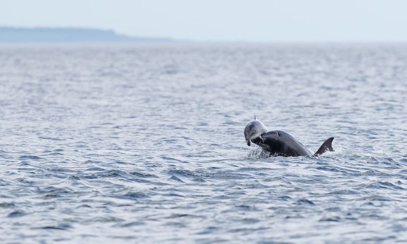 Bottlenose Dolphins Have a Dark Streak